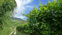 Wandern -> Tramin Soell 2012
