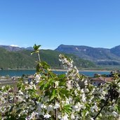 RS st josef kalterersee fruehling obstblueten