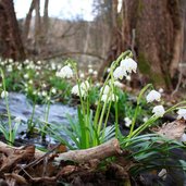 RS Fruehlingstal Montiggl maerzenbecher Bach