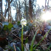 RS fruehlingstal maerzenbecher sonne