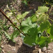 RS wein reben fuehrung lieselhof museum