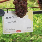 RS Pinot Gris Session three