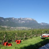 RS weinlandschaft bei kaltern weinlese wimmen