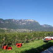 RS weinlandschaft bei kaltern weinlese wimmen