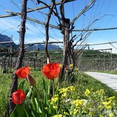 RS tulpen in stjosef am see