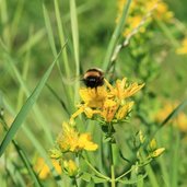 RS Ueberetsch Kaltern Blume Hummel