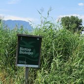 RS Ueberetsch Kaltern Kalterer See biotop