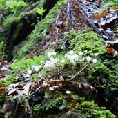 RS rastenbachklamm flora