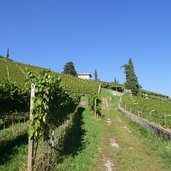 weinberg weg tramin st jakob