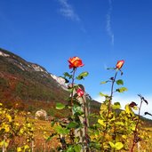 herbst weinberge bei steinegger eppan rosen