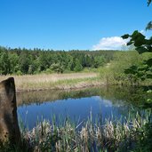 grosser montiggler see moor schilf