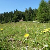 mendel kalterer berg huetten gemeinde ruffre blumenwiese