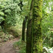 weg a soell tramin und zum see wald moos an baum