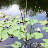 grosser montiggler see seerosen