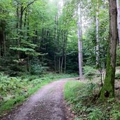 montiggler wald forstweg totental