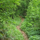 Kaltern wandern Troepfltal Wald Weg RD