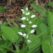 Kaltern wandern Blumen Wald Troepfltal RD