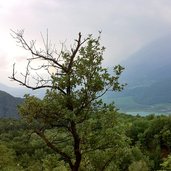 unterberg montiggler wald blick auf kalterer see schlechtwetter leuchtenburg