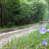 montiggler wald forstweg pfattner waende glockenblume