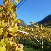 weinreben blauburgunder mazon herbst gelb