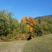 wald bei pinzon