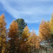 laerchenwald penegal herbstfarben