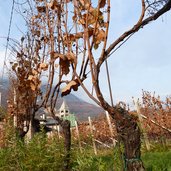 tramin soell herbst