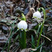 fruehlingstal maerzenbecher