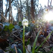 fruehlingstal maerzenbecher sonne