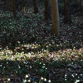 fruehlingstal maerzenbecher