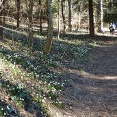 fruehlingstal maerzenbecher wanderweg