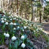 fruehlingstal maerzenbecher wanderweg