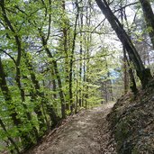 kalterer hoehenweg fruehlingswald