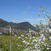 bluete fruehling und st anton kaltern