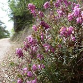 erika am eppaner hoehenweg