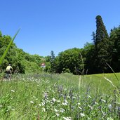 blumenwiese bei mendelpass strasse fahrrad radfahrer