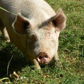 Dreiburgenwanderung Hocheppan Schweine P