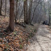 waldstueck zum fruehlingstal bei montiggl