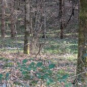 auf waldboden von montiggl sieht man krokuse und schneegloeckchen aufbluehen