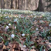 schneegloeckchen im montiggler wald