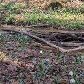 schneegloeckchen im montiggler wald am wasser