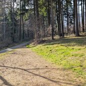 gruenflaeche im montiggler wald fruehling