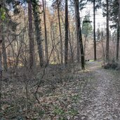 stueck durch den wald hinter der gruenflaeche um zur asphaltierten waldstrasse zu kommen man sieht noch die gruenflaeche