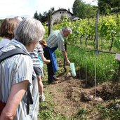 RS wein reben fuehrung lieselhof museum