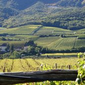 RS weinberge bei castel ringberg kaltern