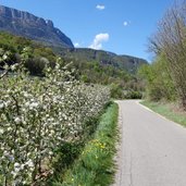 RS radweg bei katzental apfelbluete