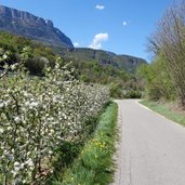 RS radweg bei katzental apfelbluete