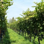 RS tramin schloss rechtental weinberge