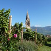 PeerRS C tramin kirche pfarrkirche turm weinberg rosen