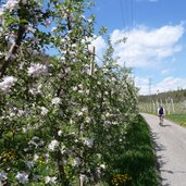 PeerRS C kaltern katzental radweg zum see obstbluete
